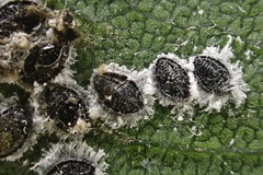 Tetraleurodes perileuca