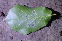 Tetraleurodes perileuca