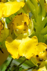 Ceratandra grandiflora