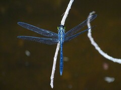 Agrionoptera longitudinalis