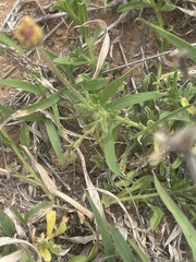 Felicia mossamedensis