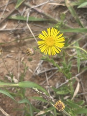 Felicia mossamedensis