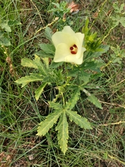 Abelmoschus esculentus