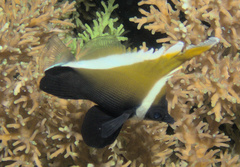 Heniochus varius