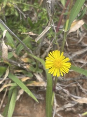 Felicia mossamedensis