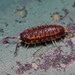 Dwarf Gray-striped Woodlouse - Photo (c) portioid, some rights reserved (CC BY-SA), uploaded by portioid