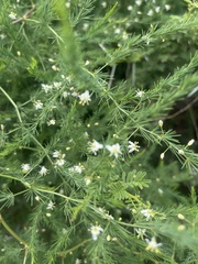 Asparagus cooperi