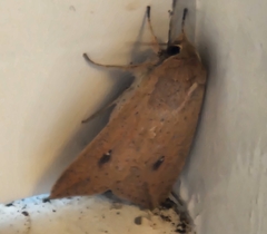 Mythimna convecta