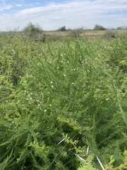 Asparagus cooperi