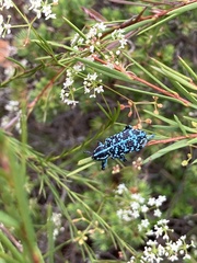 Chrysolopus spectabilis
