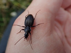 Kupeplatynus lucifugus