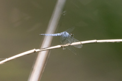 Brachydiplax denticauda