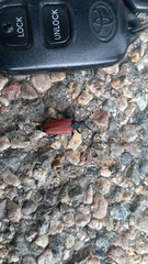 Stictoleptura canadensis