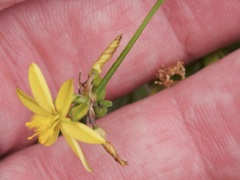 Tricoryne elatior