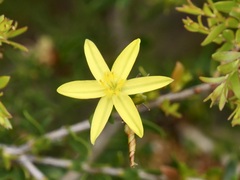 Tricoryne elatior