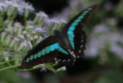 Graphium sarpedon connectens