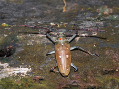 Batocera thomsonii