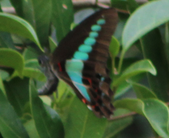 Graphium sarpedon connectens