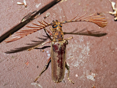 Cyriopalus wallacei