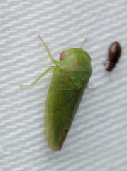 Iassinae