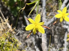 Tricoryne elatior