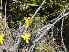 Tricoryne elatior