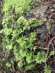 Hypnodendron