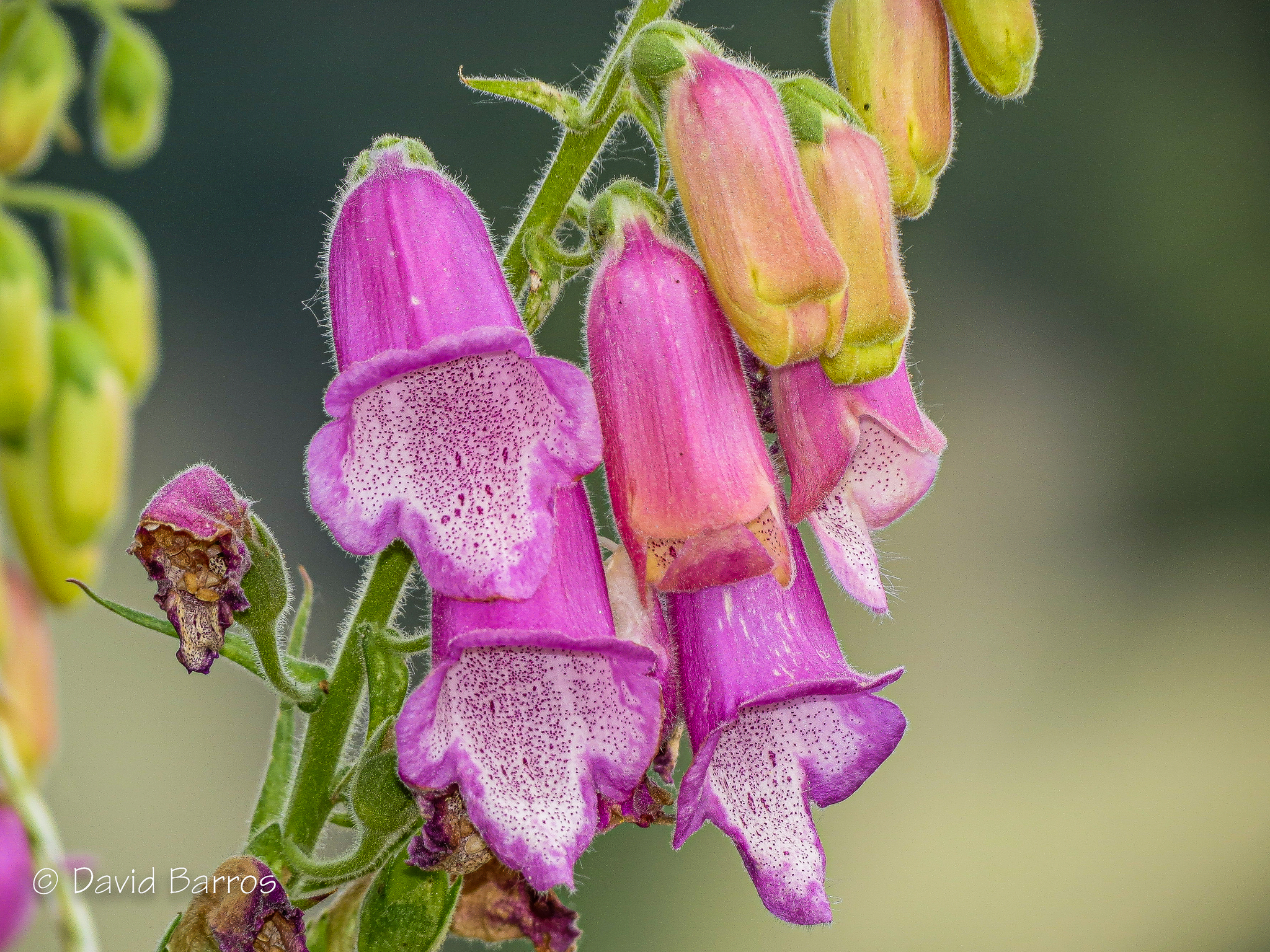 Dedaleira-esbatida (Digitalis thapsi) · BioDiversity4All, image size:2048x1536
