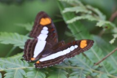 Adelpha serpa