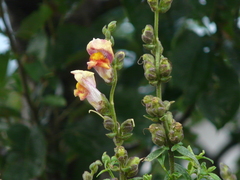Antirrhinum majus