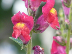 Antirrhinum majus