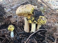 Amanita augusta