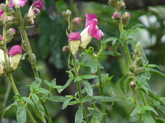 Antirrhinum majus