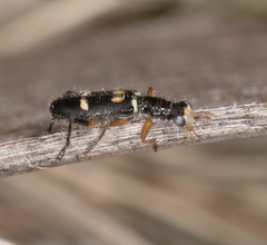 Lemidia