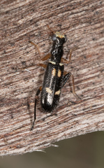 Lemidia