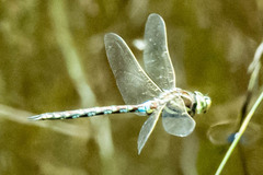 Zosteraeschna minuscula