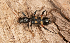 Neoscrobiger patricius