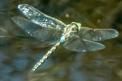Zosteraeschna minuscula