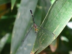 Nannophlebia eludens