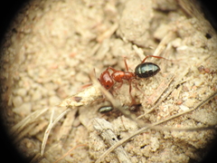 Melophorus