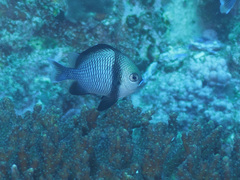 Dascyllus reticulatus