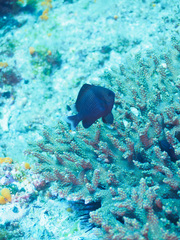 Dascyllus reticulatus