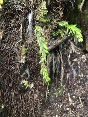 Tmesipteris tannensis