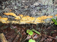 Erastia salmonicolor