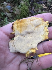 Erastia salmonicolor