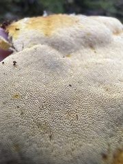 Erastia salmonicolor