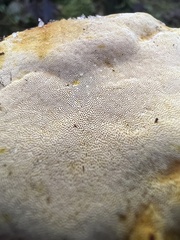 Erastia salmonicolor