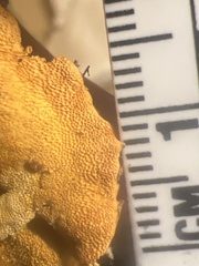 Erastia salmonicolor