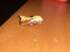 Erastia salmonicolor