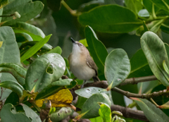 Gerygone magnirostris